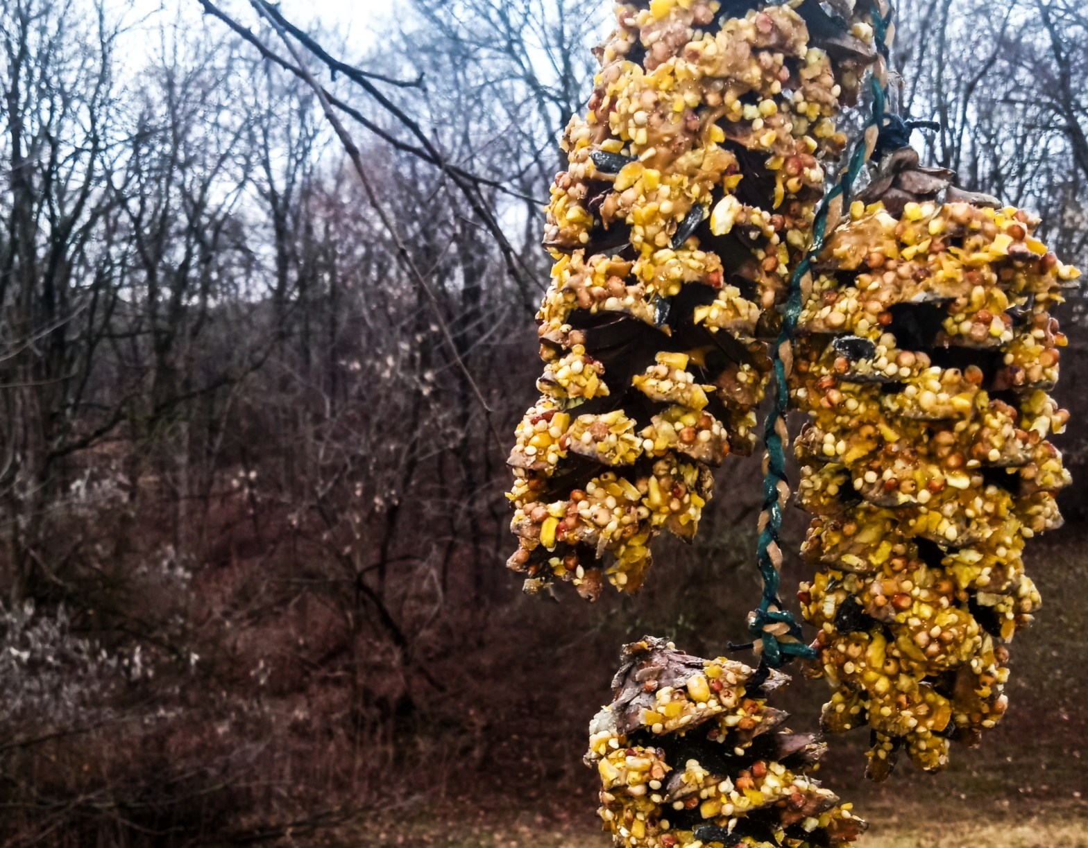 Winter with Our Winged Friends